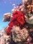 View of the Dichotomy fire coral and fish in the Red Sea