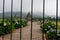 View of the Dieng temple compound behind the gate in Indonesia