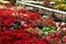 View of different bloomy flowers begonia growing in greenhouse