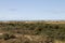 View on the different growing plants at the sand dune under a blue sky on the northern sea island borkum germany