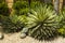 View on different sorts of cactus plant. Aruba island.