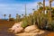 View of different types of cacti on the coast of Playa de las Americas, Tenerife, Canary Islands, Spain