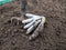 View of dig up raised garden bed and brown soil with pitchfork and dirty gloves without any weeds, prepared for planting