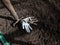 View of dig up raised garden bed and brown soil with pitchfork and dirty gloves without any weeds, prepared for planting