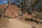 View dirt road between euclaypt trees with red hill in background