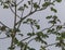 A view of a distant three toed sloth in a tree in La Fortuna, Costa Rica