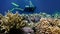 The view of a diver exploring a colorful reef, Red sea, Egypt