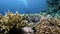 The view of a diver exploring a colorful reef, Red sea, Egypt