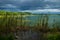 View on the dock behind grass along the lake shore with dark blue cloudscape, El Remate, Peten, Guatemala