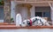 View on dog breed Dalmatian on the background of the mediterranean house