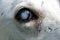 View into a dog`s eye that is affected by cataract