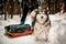 view of dog with sled with equipment on snowy path at winter forest. Blurred skier on background