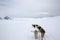 View From Dog Sled on Snow