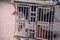 View of dogs inside a metal cage with a blurred background