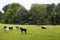 View of dogs playing on grass field, pond, trees