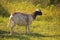 VIEW OF A DORPER SHEEP IN A SELF SHEDDING STATE IN SUMMER