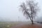 View of a double birch tree in the fog