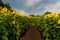 View Down Aisle Between Rows of Sunflowers in Field