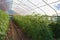 View down the center of a small greenhouse filled with tomato plants growing along orange twine uprights