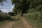 A view down an English country lane in midsummer, with trees, hedgerow, wild flowers and fields