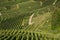 View down the idyllic vineyards and fruit orchards of Trentino Alto Adige, Italy. Trentino South Tyrol.