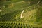 View down the idyllic vineyards and fruit orchards of Trentino Alto Adige, Italy. Trentino South Tyrol.