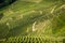 View down the idyllic vineyards and fruit orchards of Trentino Alto Adige, Italy. Trentino South Tyrol.