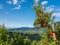 View down the idyllic vineyards and fruit orchards of Trentino Alto Adige, Italy. Trentino South Tyrol. In the foreground a typica