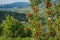 View down the idyllic vineyards and fruit orchards of Trentino Alto Adige, Italy. Trentino South Tyrol. In the foreground a typica