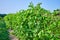 View down vineyard with green grapes growing on the vine under clear blue sky