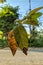 View of dried srikaya leaves