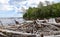 View of driftwood along Lake Superior