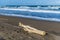 A view of driftwood on the beach at Tortuguero in Costa Rica
