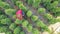 View from the drone - caucasian woman plant seller is walking through the nursery of seedlings and talking via