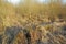 View of dry, arid grassland and a fallen tree in an empty Denmark swamp in early spring. Uncultivated textured