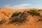 View on dry burned dead bare tree in red orange sand dune with spare green vegetation