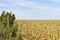 View of dry corn that was destroyed by the drought