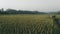 view of dry rice fields in Java, Indonesia, in the morning