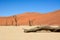 View of dry trees lying and standing in the desert on the sand. Sand dunes in the background. Arid and hot climate