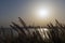 View on Dubai city through eared grass in the evening