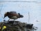 View of duck with ducklings on the  nest in the pond  Saint-Petersburg