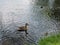 View of duck and ducklings swimming in the pond  Saint-Petersburg