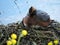 View of duck on the  nest in the pond  Saint-Petersburg