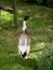 View of a duck in a suburban backyard garden