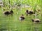 View of  ducklings on the lake in sunny Saint-Petersburg