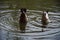 View of ducks diving in water