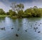 A view of ducks on a lake in Abington Park, Northampton, UK