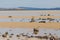 View of Dunalley Beach in Tasmania, Australia with sandbanks and shallow pristine water