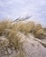 View of the dune with dune grass and tree