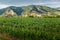 View of Durnstein through vineyards in summer evening. Lower Austria.